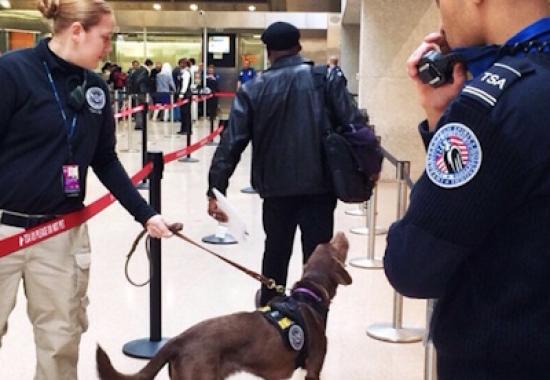 TSA Expands Digital ID Acceptance to 14 States and Puerto Rico for Airport Security