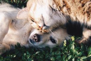 Raonsecure partners with Uyeon Company to launch digital ID for pets