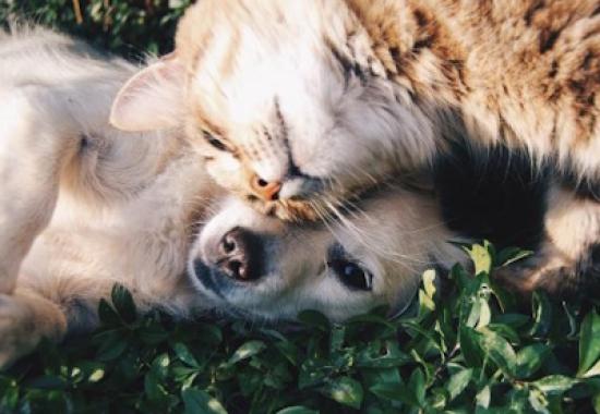 Raonsecure partners with Uyeon Company to launch digital ID for pets