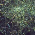 TransUnion To Acquire RealNetworks' Mobile Unit