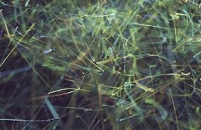 TransUnion To Acquire RealNetworks' Mobile Unit