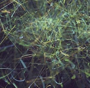 TransUnion To Acquire RealNetworks' Mobile Unit