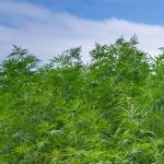 Cannabis technology provider Cure8 and IDScan.net Partner to Launch Identity Verification Kiosk