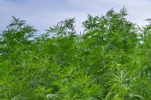 Cannabis technology provider Cure8 and IDScan.net Partner to Launch Identity Verification Kiosk