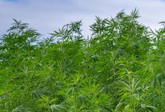 Cannabis technology provider Cure8 and IDScan.net Partner to Launch Identity Verification Kiosk