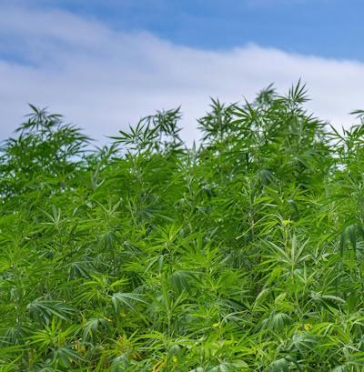 Cannabis technology provider Cure8 and IDScan.net Partner to Launch Identity Verification Kiosk