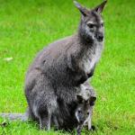 Australians reach for VPNs, find porn sites blocked as online age restrictions take effect