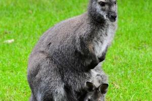 Australians reach for VPNs, find porn sites blocked as online age restrictions take effect