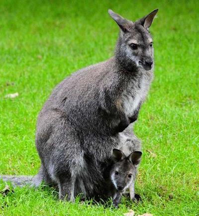 Australians reach for VPNs, find porn sites blocked as online age restrictions take effect