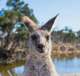 Australia says Meta, TikTok, YouTube not complying with child social media ban