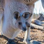 Australian teens say social media ban is futile and look to masks, parents' ID to dodge controls