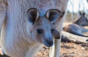Australian teens say social media ban is futile and look to masks, parents' ID to dodge controls