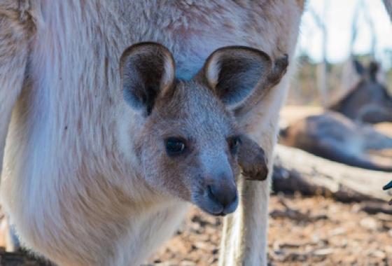 Australian teens say social media ban is futile and look to masks, parents' ID to dodge controls