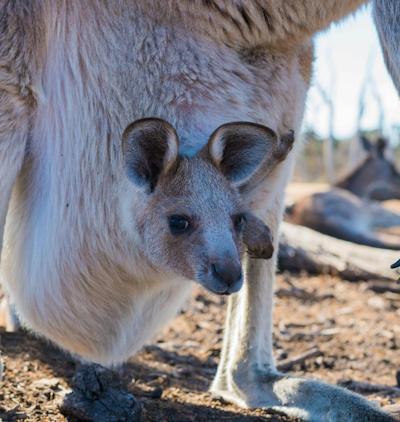 Australian teens say social media ban is futile and look to masks, parents' ID to dodge controls